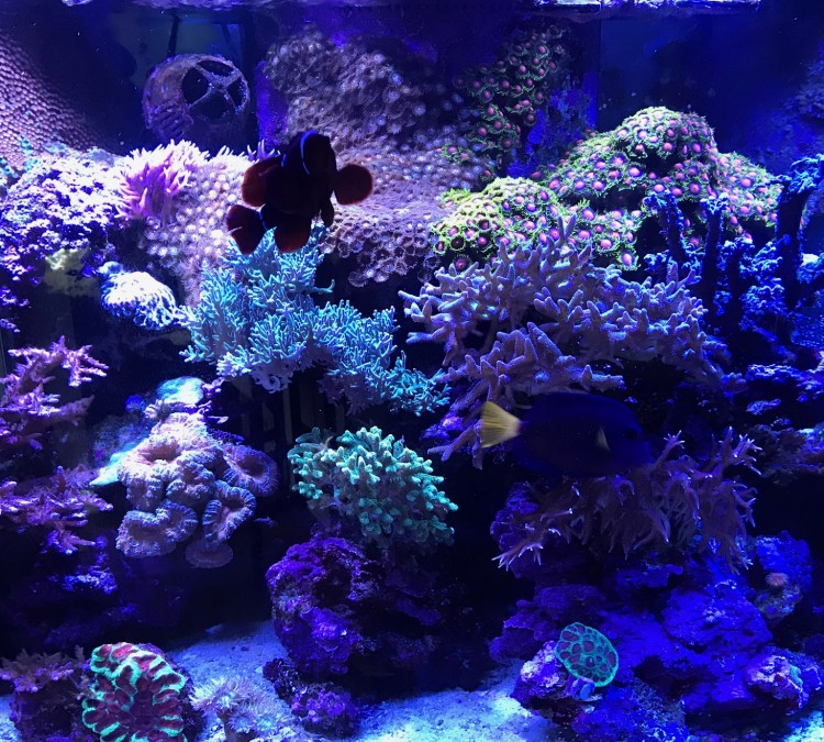 superior-reef-photo